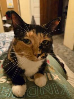 Rescue Domestic Medium Hair Cats for Adoption in Pocatello, Idaho - Jade | PetCurious