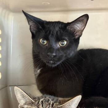 Skeeter -  Domestic Short Hair Cat for Adoption in Dekalb, Illinois - Skeeter | PetCurious