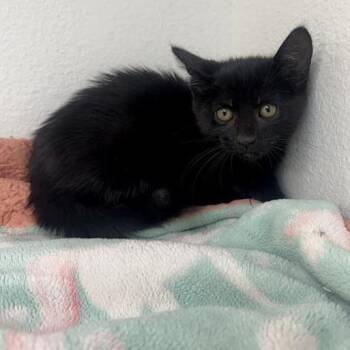 Cauldron -  Domestic Short Hair Cat for Adoption in Long Beach, California - Cauldron | PetCurious