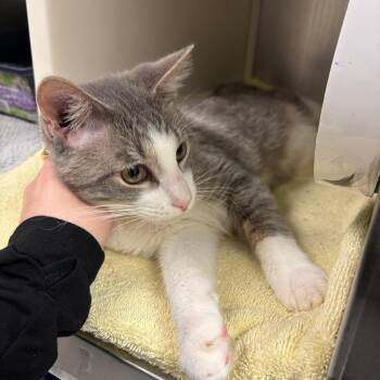 Pepper -  Domestic Short Hair Cat for Adoption in Fairport, New York - Pepper | PetCurious