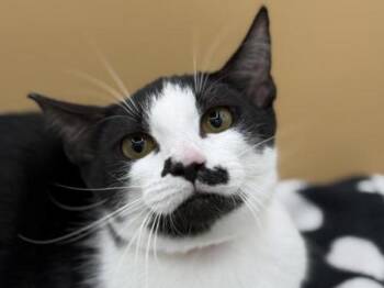 Caprese -  Domestic Short Hair Cat for Adoption in Portland, Oregon - Caprese | PetCurious