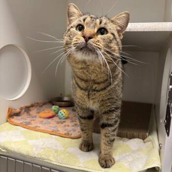 Domestic Short Hair Cats Available for Adoption - Boone | PetCurious