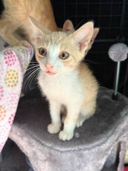 Domestic Short Hair Cats Available for Adoption - The Gentleman | PetCurious