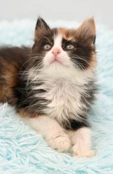Infomercial -  Ragdoll Cat for Adoption in Covington, Louisiana - Infomercial | PetCurious