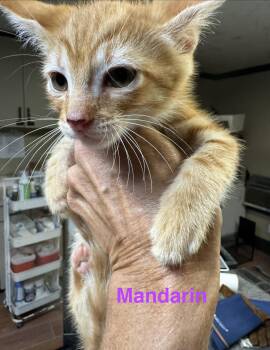 Mandarin -  Tabby and Domestic Short Hair Cat for Adoption in Shrewsbury, Massachusetts - Mandarin | PetCurious