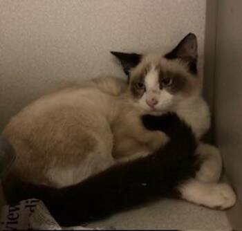 Rescue Domestic Medium Hair Cats for Adoption in Mason City, Iowa - Sandcastle | PetCurious