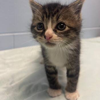 Domestic Short Hair Cats Available for Adoption in Valley, Alabama - Taylor | PetCurious