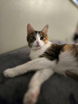 Domestic Short Hair Cats Available for Adoption in Walled Lake, Michigan - Florense | PetCurious