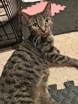 Rescue Domestic Short Hair Cats for Adoption in Hagerstown, Maryland - SHEILA | PetCurious