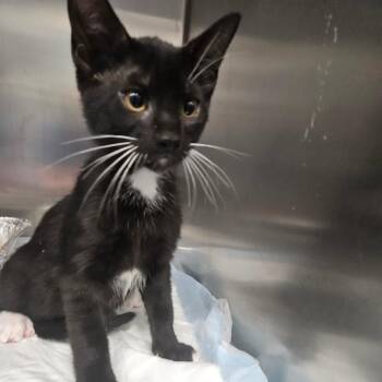 Baltic -  Domestic Short Hair Cat for Adoption in Greensboro, North Carolina - Baltic | PetCurious