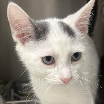 Larkspur -  Domestic Short Hair Cat Available for Adoption in Oak Park, Illinois - Larkspur | PetCurious