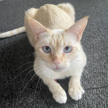 Pearl -  Siamese Cat for Adoption in Costa Mesa, California - Pearl | PetCurious