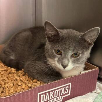 Noble -  Domestic Short Hair Cat for Adoption in Lynchburg, Virginia - Noble | PetCurious