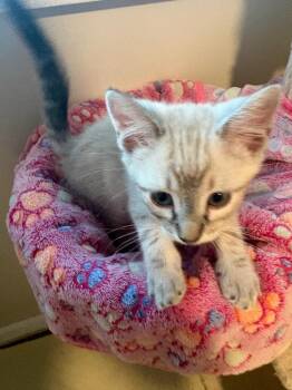Reeces -  Domestic Medium Hair and Siamese Cat for Adoption in Ogden, Utah - Reeces | PetCurious