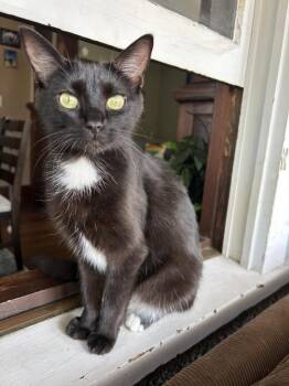 Rescue Domestic Short Hair Cats for Adoption in Plymouth, Minnesota - Vienna | PetCurious