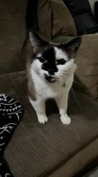 Snowshoe Cats Available for Adoption - SF-Lydia | PetCurious