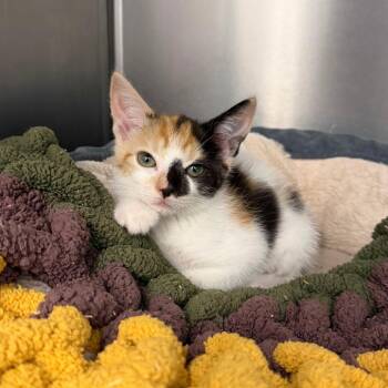 Outlast -  Domestic Short Hair Cat for Adoption in Marshall, Virginia - Outlast | PetCurious