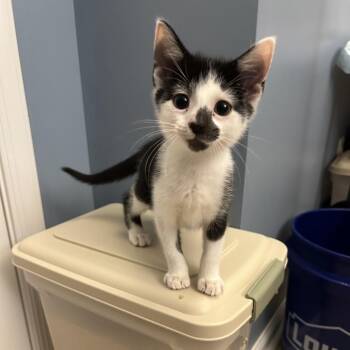 Boo -  Domestic Short Hair Cat for Adoption in Bel Air, Maryland - Boo | PetCurious