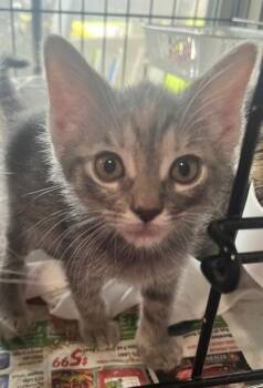 Fiddle -  Domestic Short Hair Cat for Adoption in Morristown, New Jersey - Fiddle | PetCurious