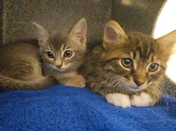 DEEDEE -  Domestic Short Hair Cat Available for Adoption in Tustin, California - DEEDEE | PetCurious