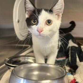 Fanta -  Domestic Short Hair Cat for Adoption in Knoxville, Tennessee - Fanta | PetCurious