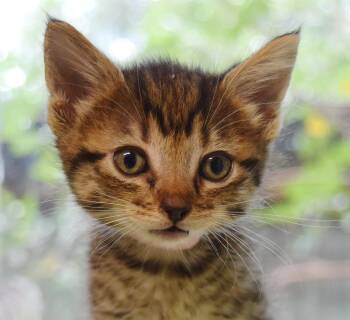 Brighton -  Domestic Short Hair Cat for Adoption in Bulverde, Texas - Brighton | PetCurious