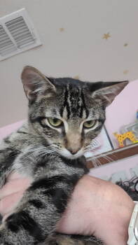 Rescue Domestic Short Hair and Tabby Cats for Adoption in Dallas, Texas - Simon Toast | PetCurious