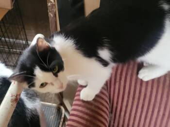 Rescue Domestic Short Hair Cats for Adoption in Trinity, North Carolina - Maybelline | PetCurious