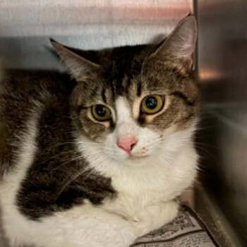Mouse -  Domestic Short Hair Cat for Adoption in Concord, North Carolina - Mouse | PetCurious