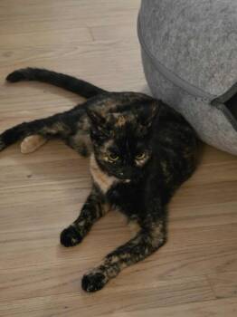 Rescue Tortoiseshell Cats for Adoption in Norwich, Connecticut - Marigold | PetCurious