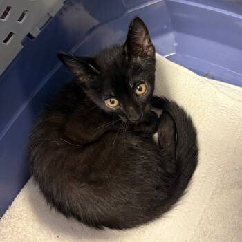 Rescue Domestic Short Hair Cats for Adoption in Sand Springs, Oklahoma - Scar | PetCurious