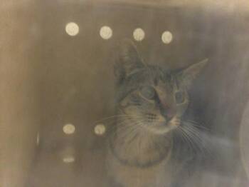 MARGARITA -  Domestic Short Hair Cat for Adoption in Riverside, California - MARGARITA | PetCurious