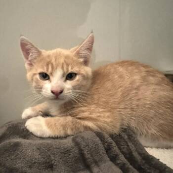 Felix -  Domestic Short Hair Cat for Adoption in Saint Charles, Missouri - Felix | PetCurious