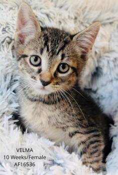 Velma -  Domestic Short Hair Cat for Adoption - Velma | PetCurious