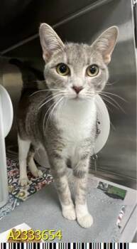 Domestic Short Hair Cats Available for Adoption in West Palm Beach, Florida - LUCIE LOU | PetCurious
