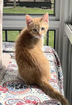 Domestic Short Hair Cats Available for Adoption in Fullerton, Pennsylvania - Oliver | PetCurious
