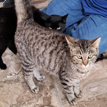 Domestic Short Hair Cats Available for Adoption in Brownsboro, Alabama - Margo | PetCurious