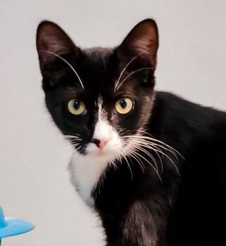 Rescue Domestic Short Hair Cats for Adoption in Darien, Georgia - Ziggy | PetCurious