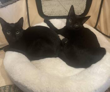 Rescue Domestic Short Hair Cats for Adoption in Pompton Lakes, New Jersey - Athena & Zeus | PetCurious
