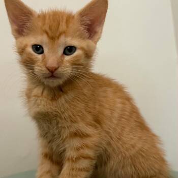 Sherbet -  Domestic Short Hair Cat for Adoption in Waldorf, Maryland - Sherbet | PetCurious