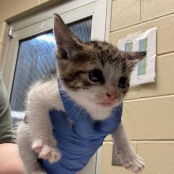 Tic Tac -  Domestic Short Hair Cat for Adoption in Columbus, Georgia - Tic Tac | PetCurious