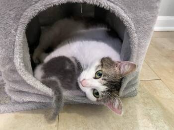 Domestic Short Hair Cats Available for Adoption in Fishers, Indiana - Willow | PetCurious