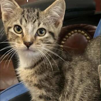Rocky -  Domestic Short Hair Cat for Adoption in Pittsburg, Kansas - Rocky | PetCurious