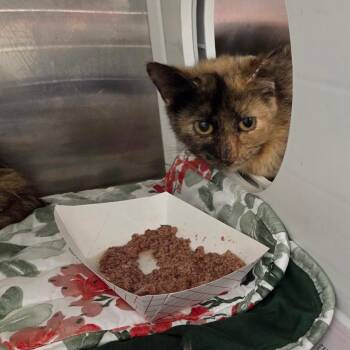 Tid Bit -  Domestic Medium Hair Cat Available for Adoption in Chattanooga, Tennessee - Tid Bit | PetCurious