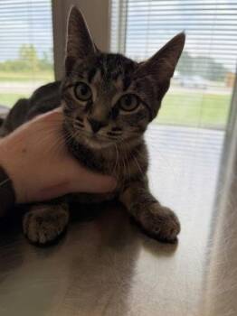 Sully -  Domestic Short Hair Cat for Adoption in Lafayette, Indiana - Sully | PetCurious
