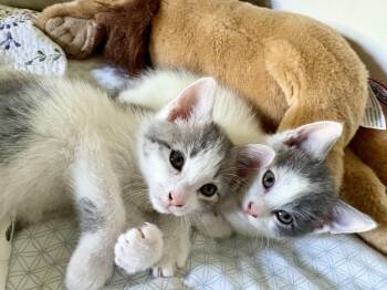 Domestic Short Hair Cats Available for Adoption in Medford, Massachusetts - Ava And Aspen | PetCurious