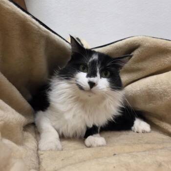 Rescue Domestic Medium Hair Cats for Adoption in Ballston Spa, New York - Pretty Girl | PetCurious