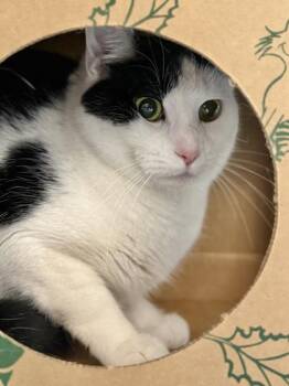 Domestic Short Hair Cats Available for Adoption in West Chester, Pennsylvania - Kat | PetCurious