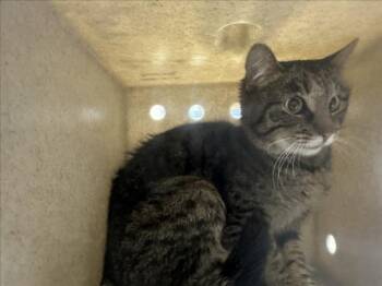 Domestic Short Hair Cats Available for Adoption in Santa Fe, New Mexico - BOBBIE | PetCurious