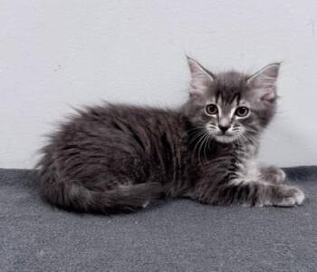 Martes -  Domestic Short Hair Cat for Adoption in Watkinsville, Georgia - Martes | PetCurious